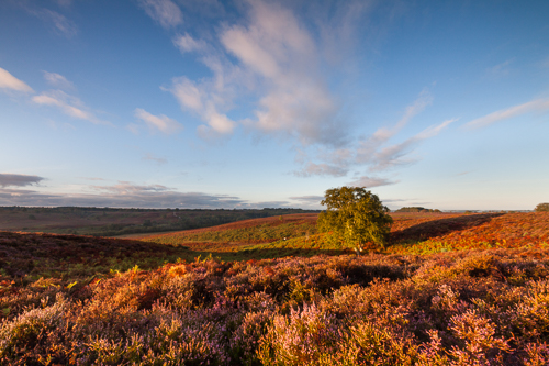Ibsley Common, Heather & Clouds